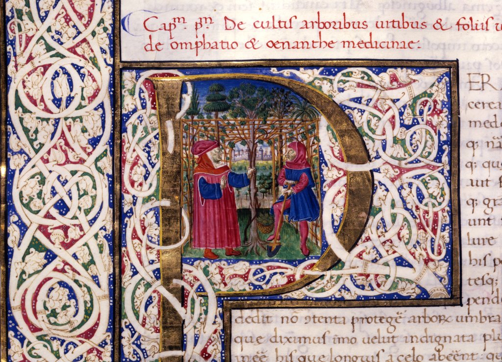 Detail of Initial P by Pliny The Elder