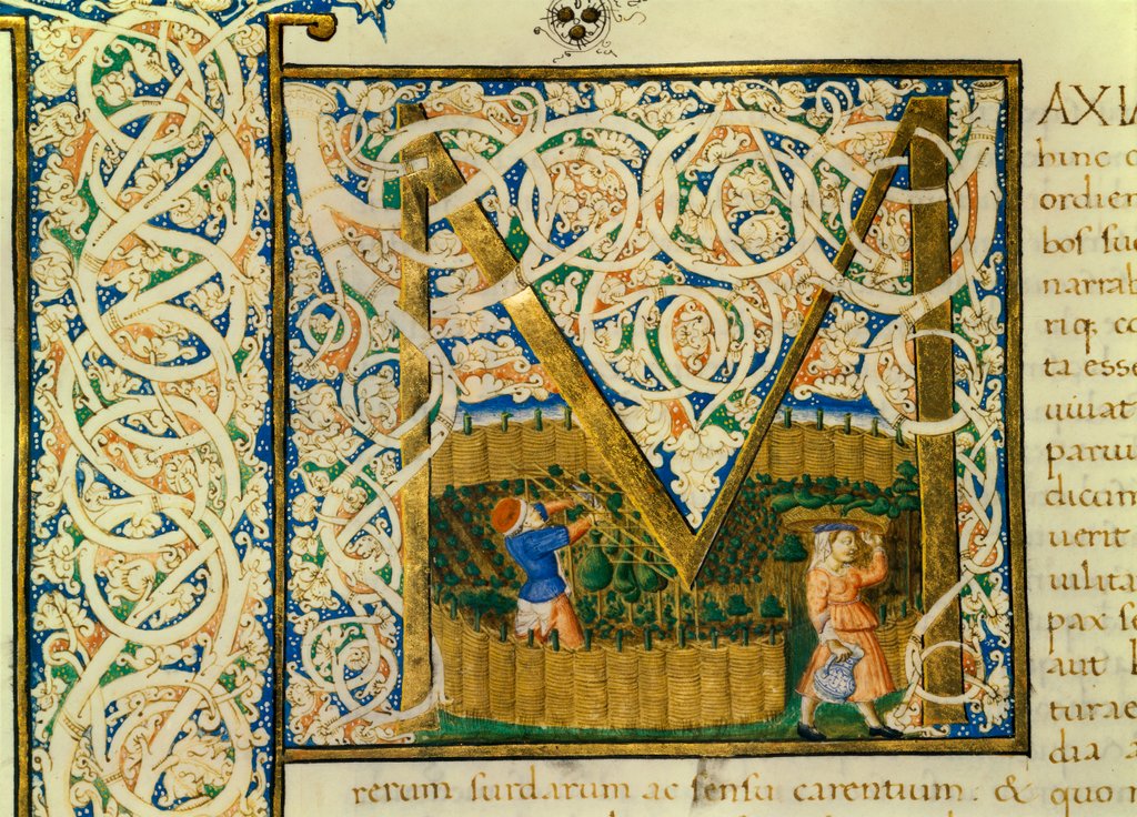 Detail of Initial M, from Pliny's Natural History. Italy, mid-15th century by Pliny the Elder