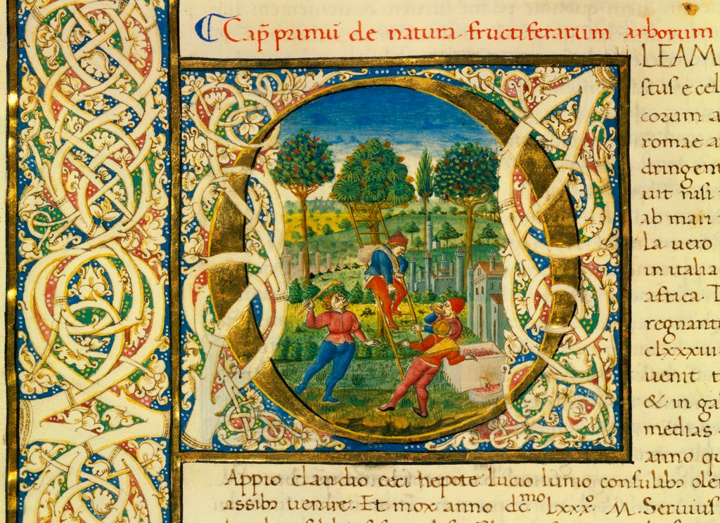 Detail of Initial O, from Pliny's Natural History. Italy, mid-15th century by Pliny the Elder