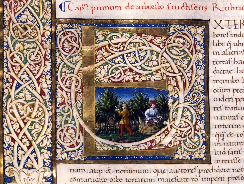Detail of Initial E by Pliny The Elder