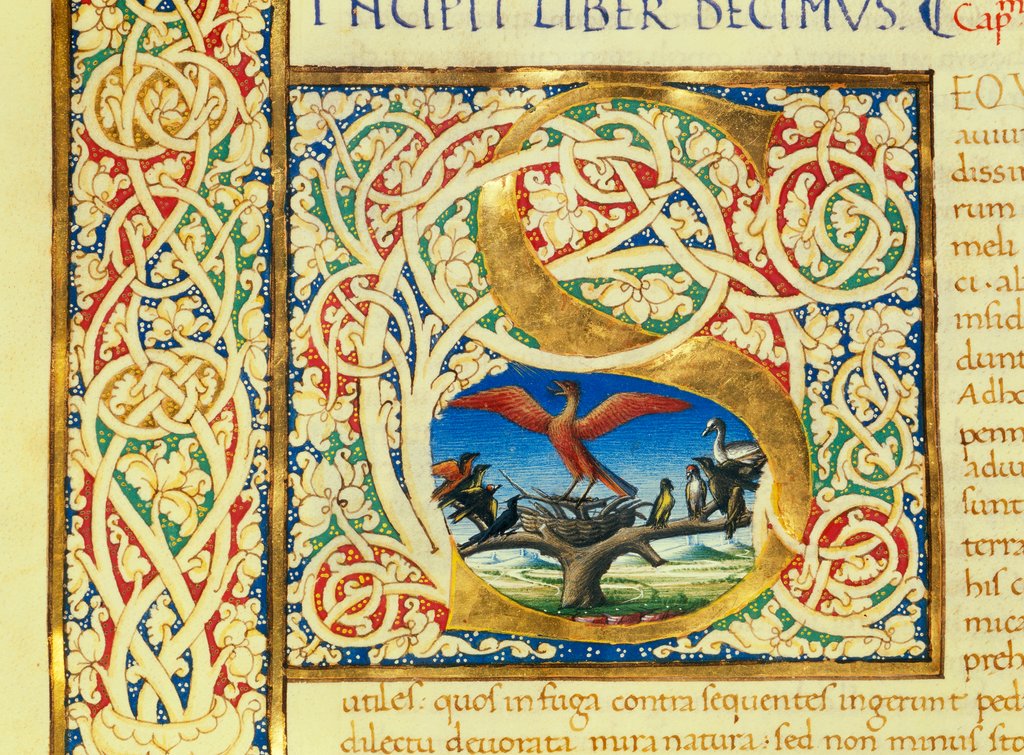 Detail of Initial S, from Pliny's Natural History. Italy, mid-15th century by Pliny the Elder
