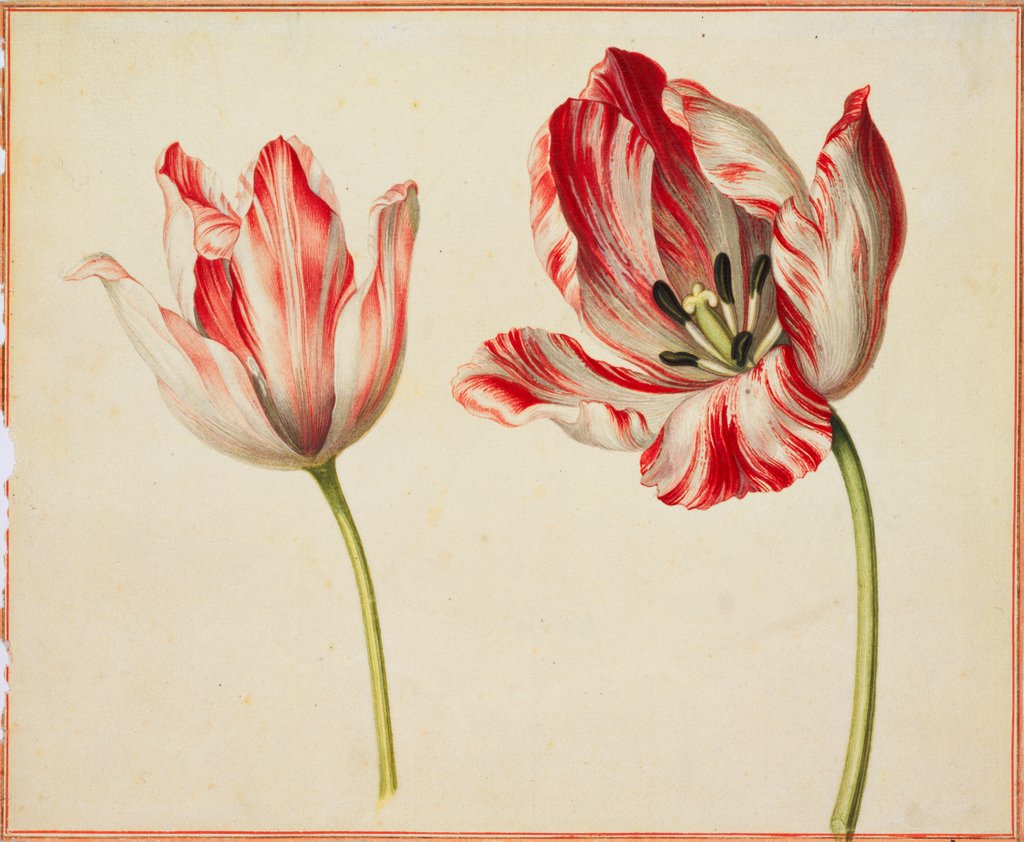Detail of Study of tulips by Unknown