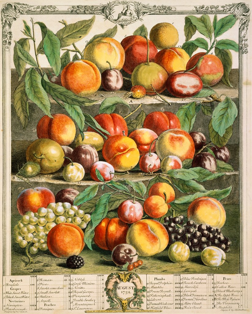 Detail of August, from The twelve months of fruits by Robert Furber