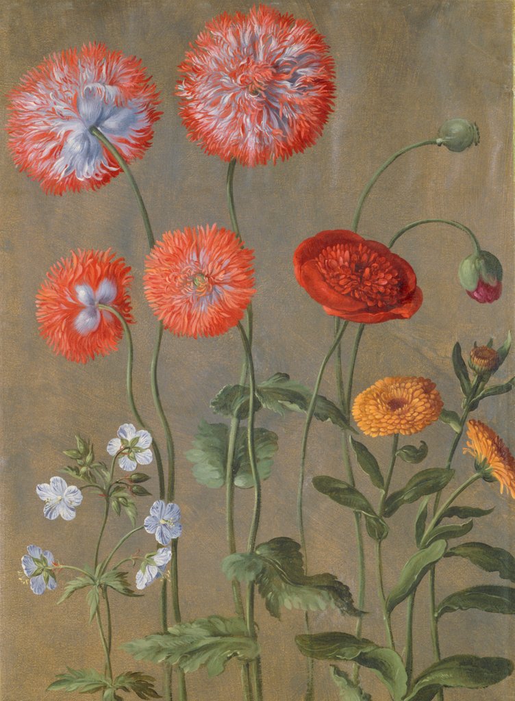 Detail of Poppies by Johann Jakob Walther
