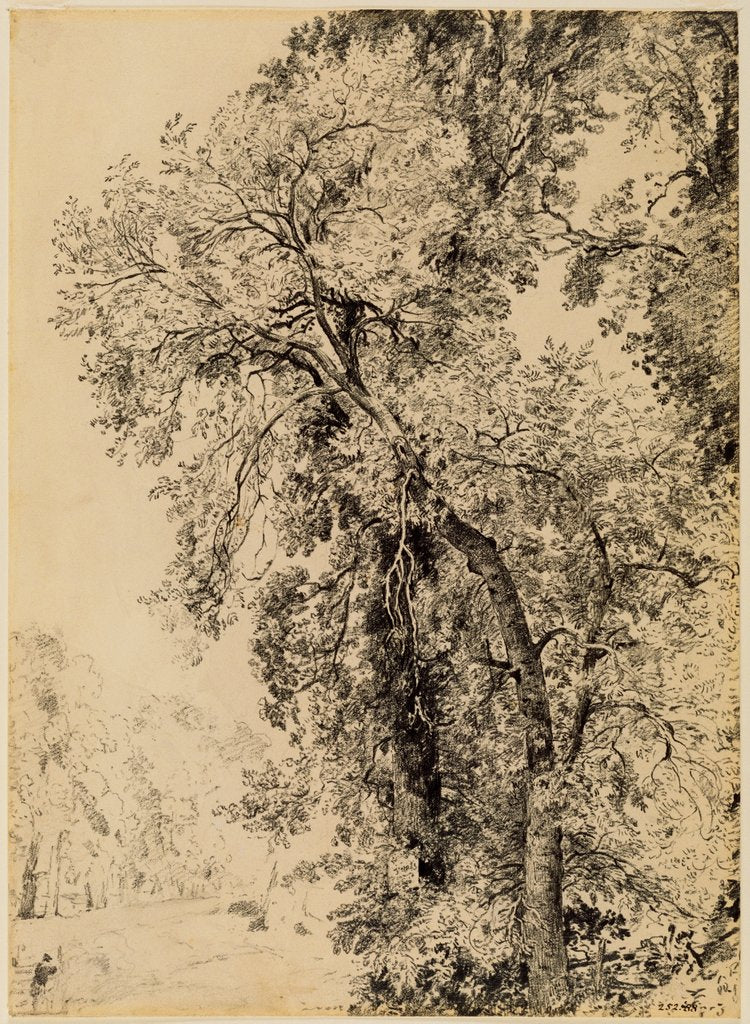 Detail of Study of Ash Trees by John Constable