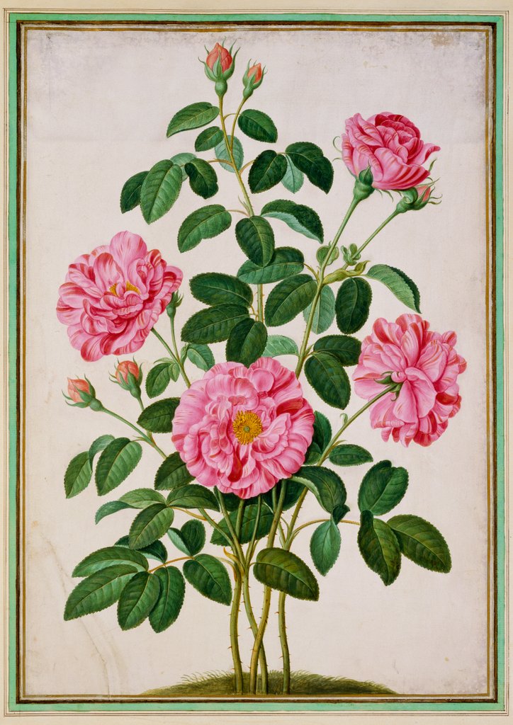 Detail of Rose by Johann Jakob Walther