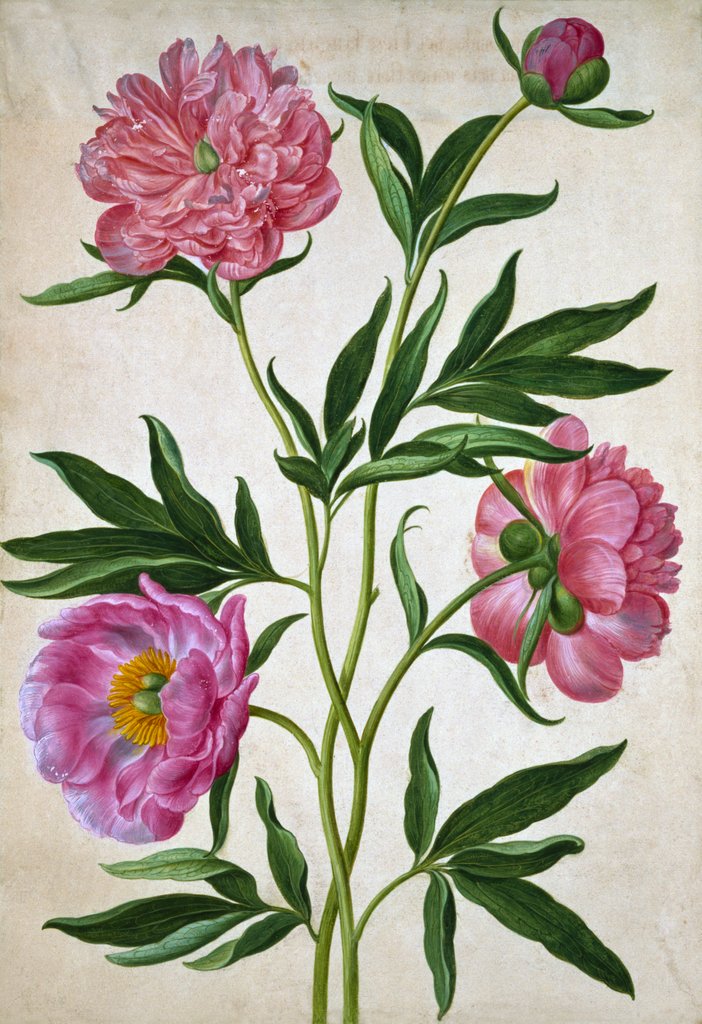Detail of Peonies by Johann Jakob Walther