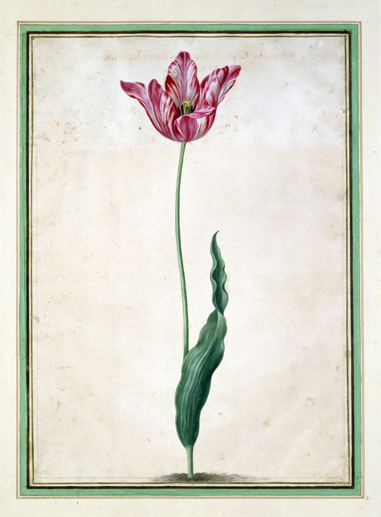 Detail of Tulips by Johan Jakob Walther