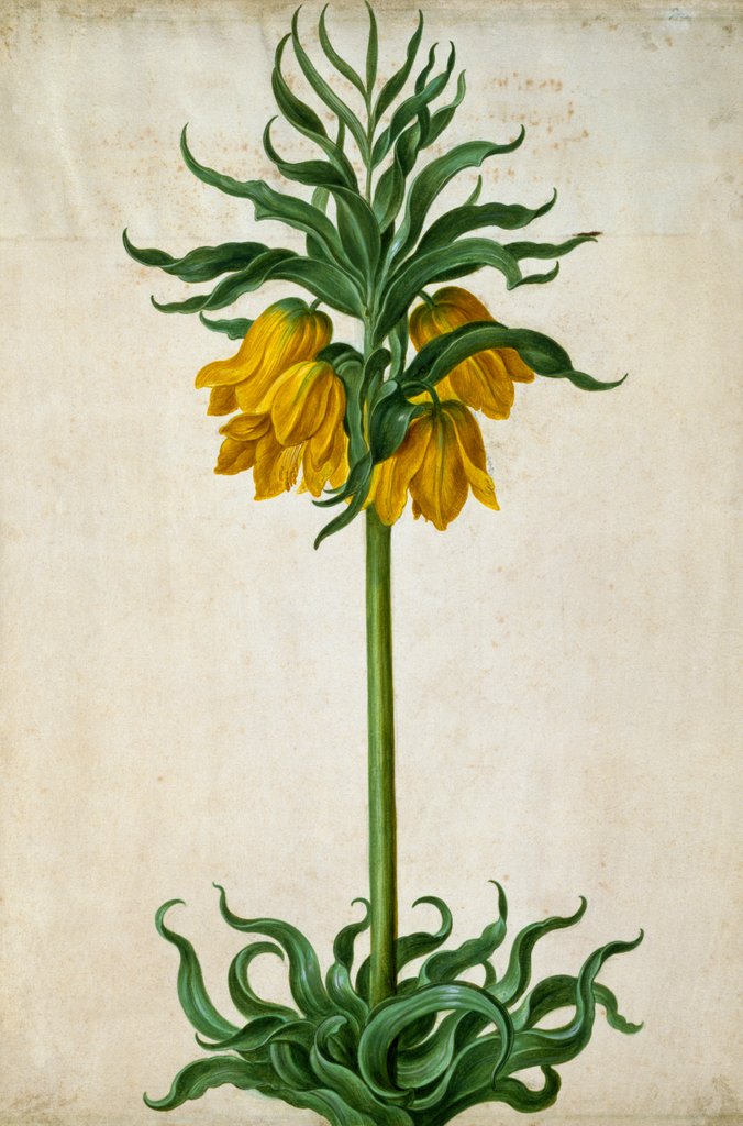 Detail of Crown Imperial by Johann Jakob Walther