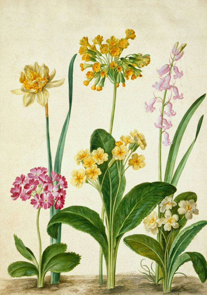 Detail of Cowslip by Johann Jakob Walther