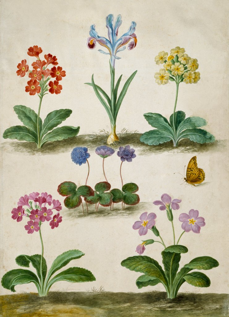 Detail of Primula Trifolia & An Iris by Johann Jakob Walther