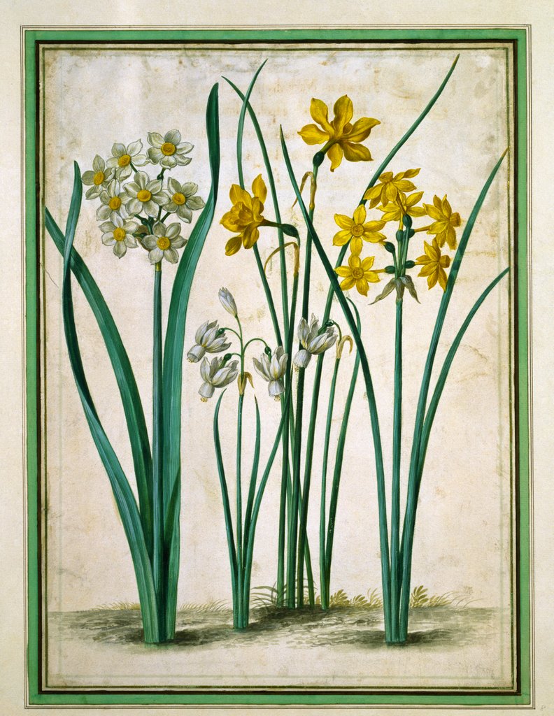 Detail of Narcissi, from Horti Itzeinensis by Johann Jakob Walther