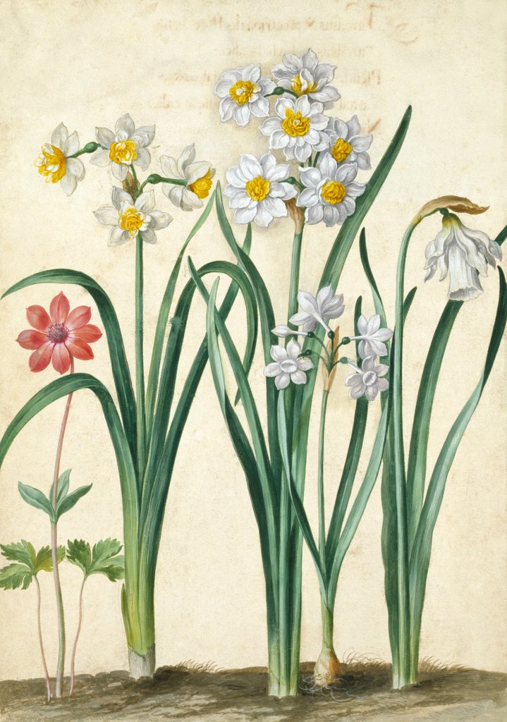 Detail of Narcissi by Johann Jakob Walther