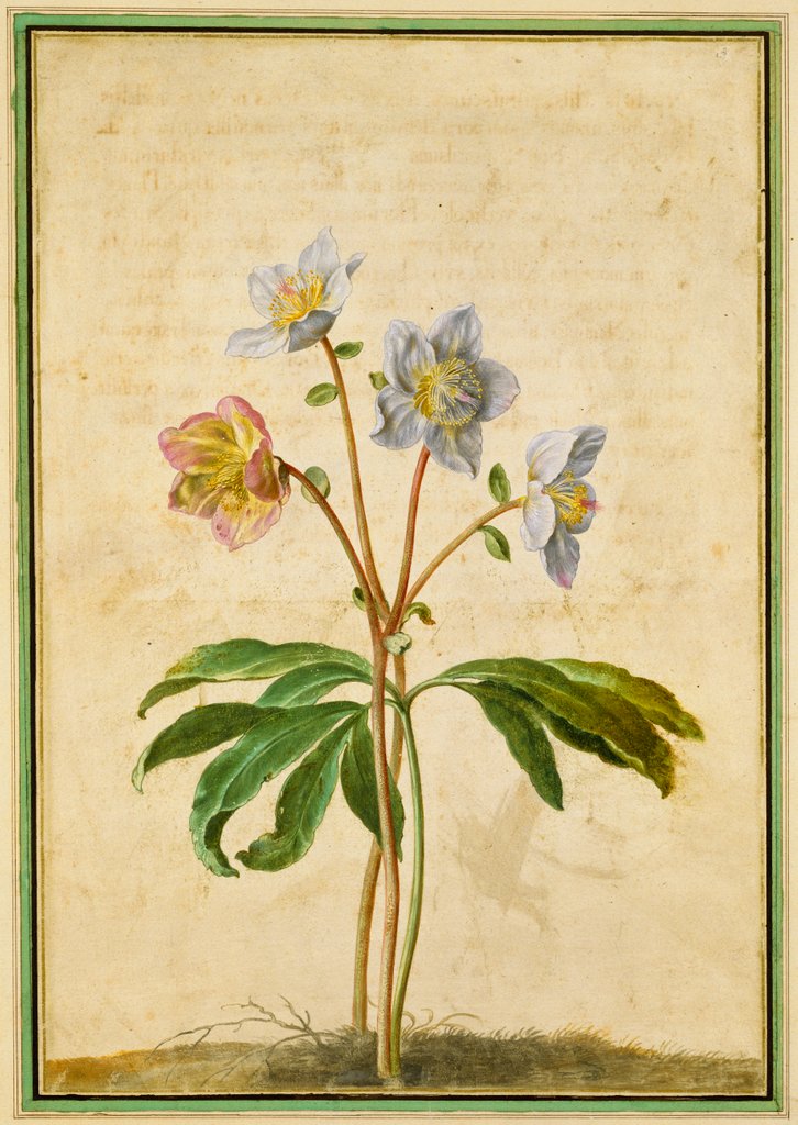 Detail of Christmas Rose by Johann Jakob Walther