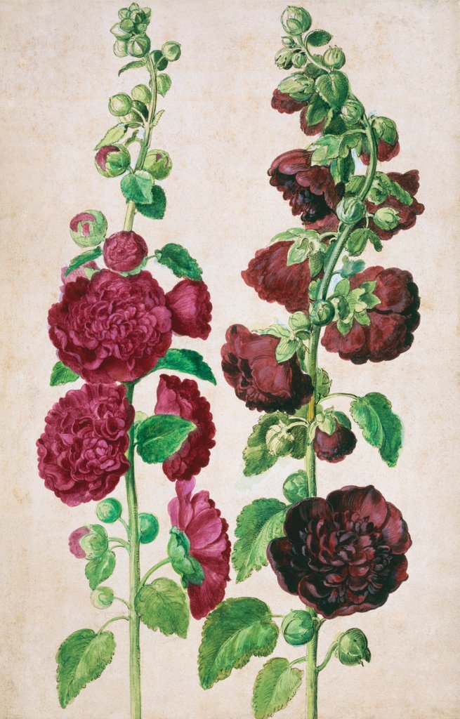 Detail of Hollyhocks by Johann Jakob Walther