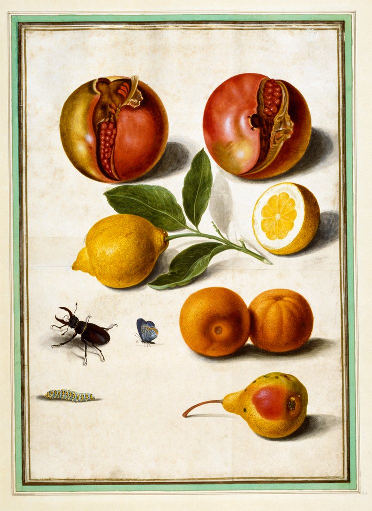Detail of Pomegranates by Johann Jakob Walther