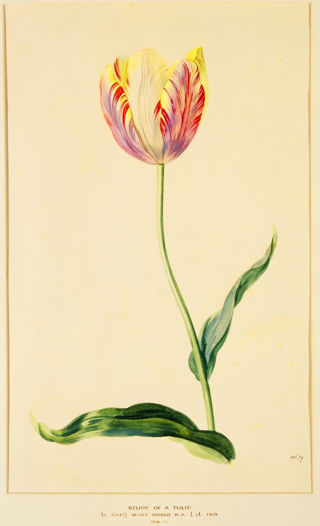 Detail of Study of a Tulip by Mary Moser