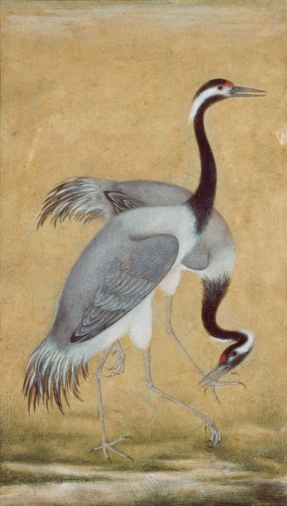 Detail of A pair of Saras birds by Unknown
