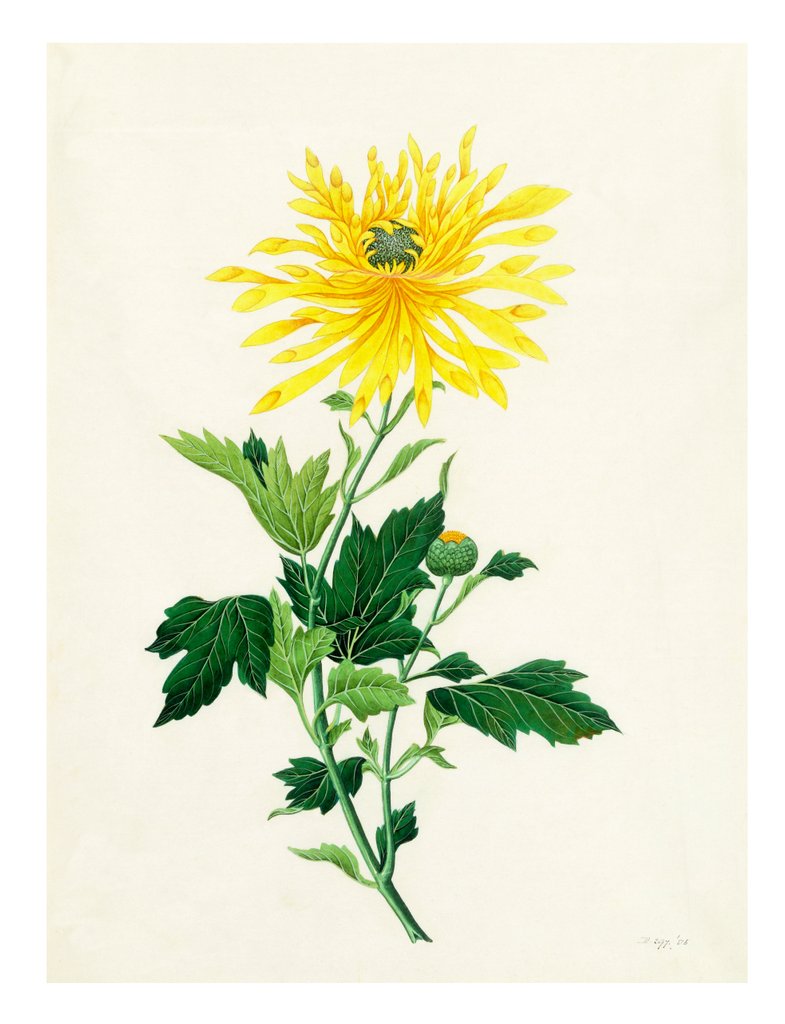 Detail of Chrysanthemum by Unknown