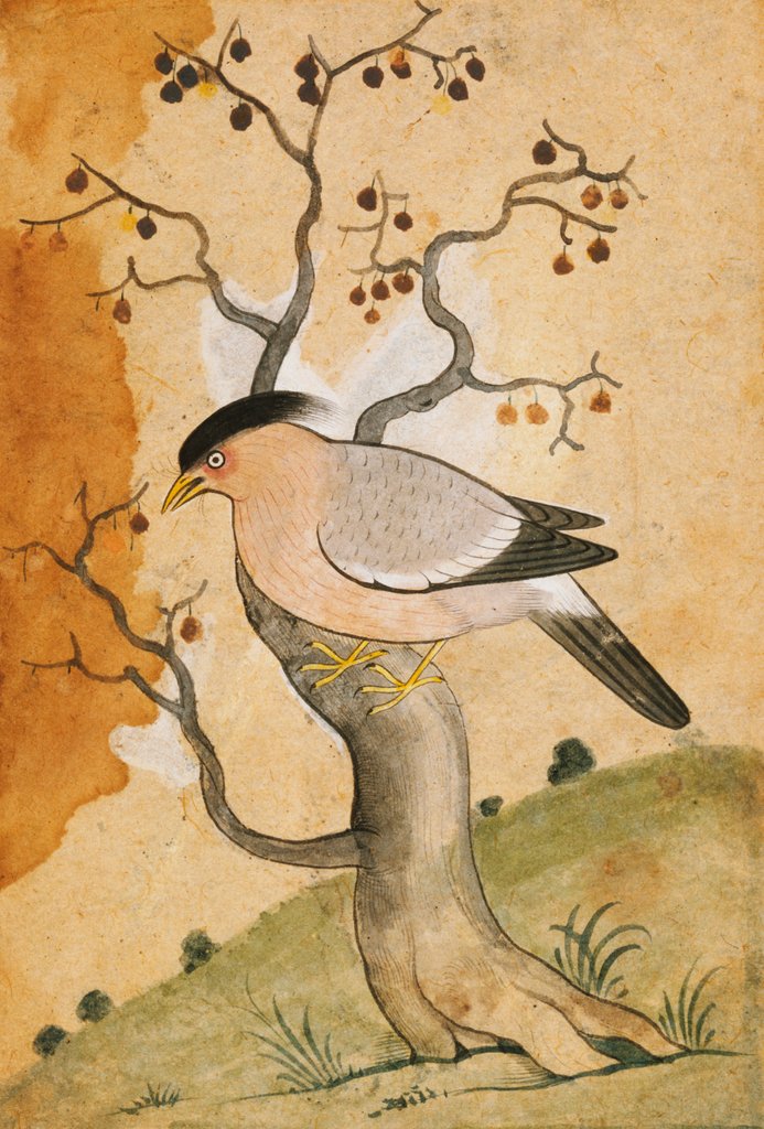 Detail of Black Headed Myna bird on a tree-trunk. Punjab, India, 19th century by Unknown