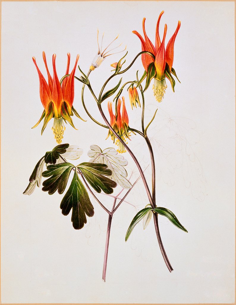 Detail of Aquilegia by Samuel Holden