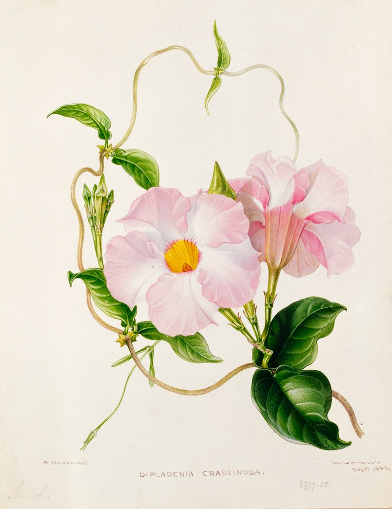 Detail of Orchid, Dipladenia Crassinoda by Unknown