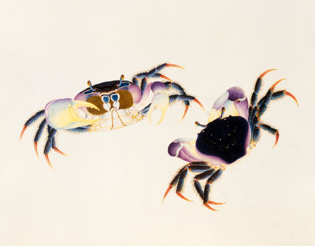 Detail of A Land Crab, Delhi Company School by Delhi Company School