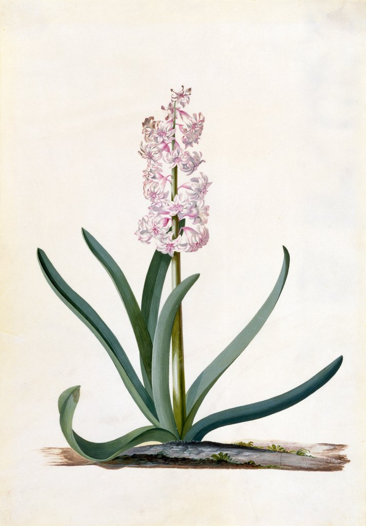 Detail of Hyacinth by Georg Dionysus Ehret