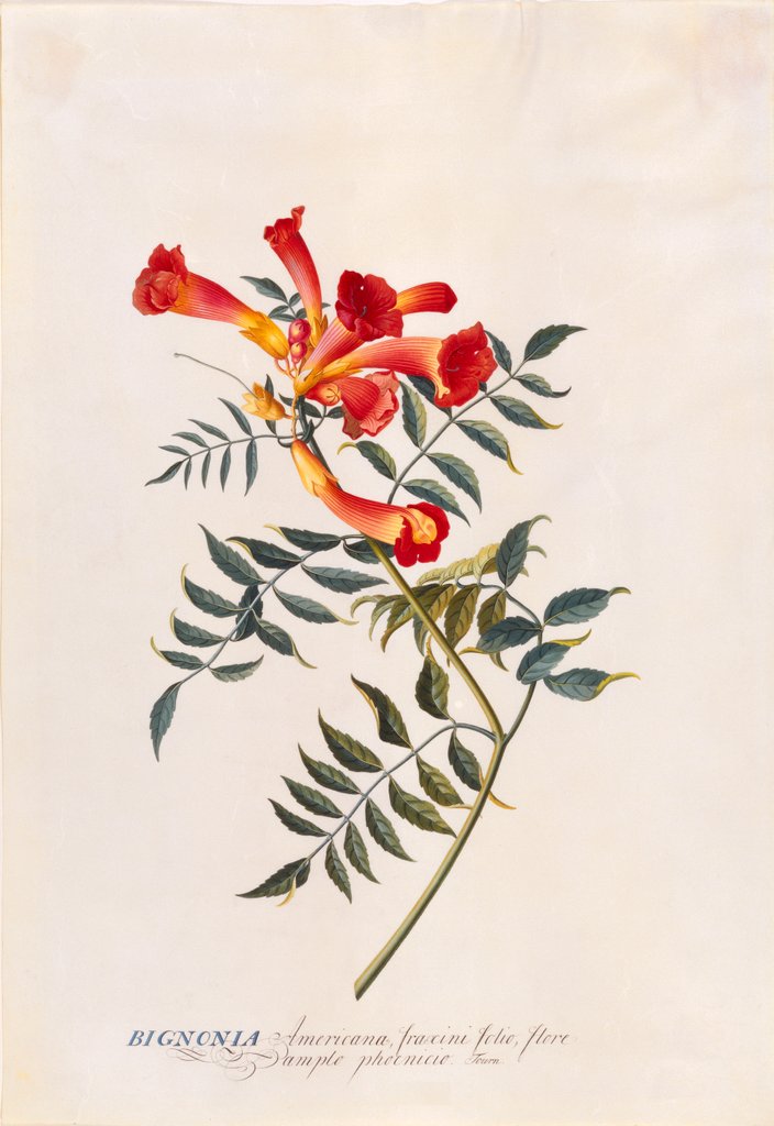 Detail of Bignonia by Georg Dionysus Ehret