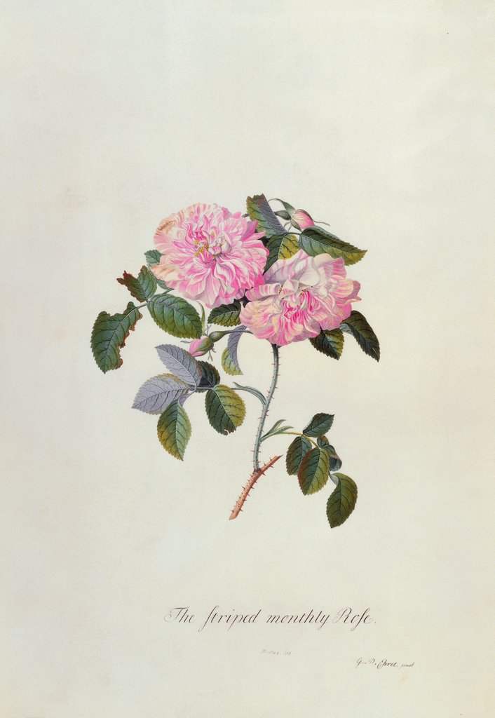 Detail of Striped Monthly Rose by Georg Dionysus Ehret