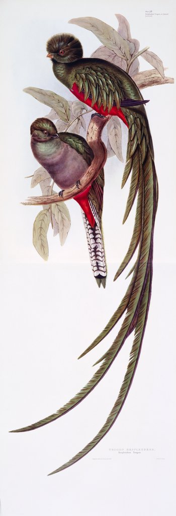 Detail of Fine Bird Books by Anonymous