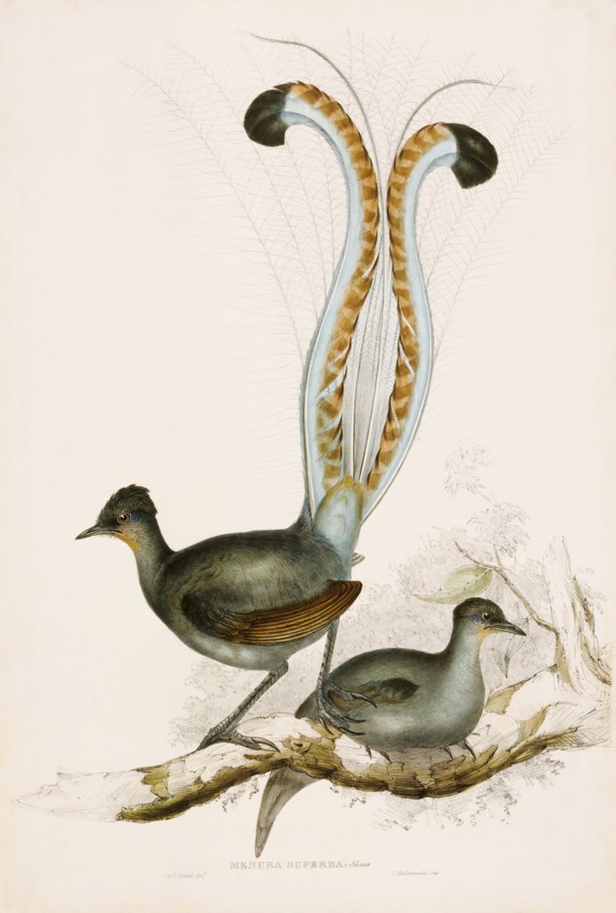 Detail of The Lyre Bird by Unknown