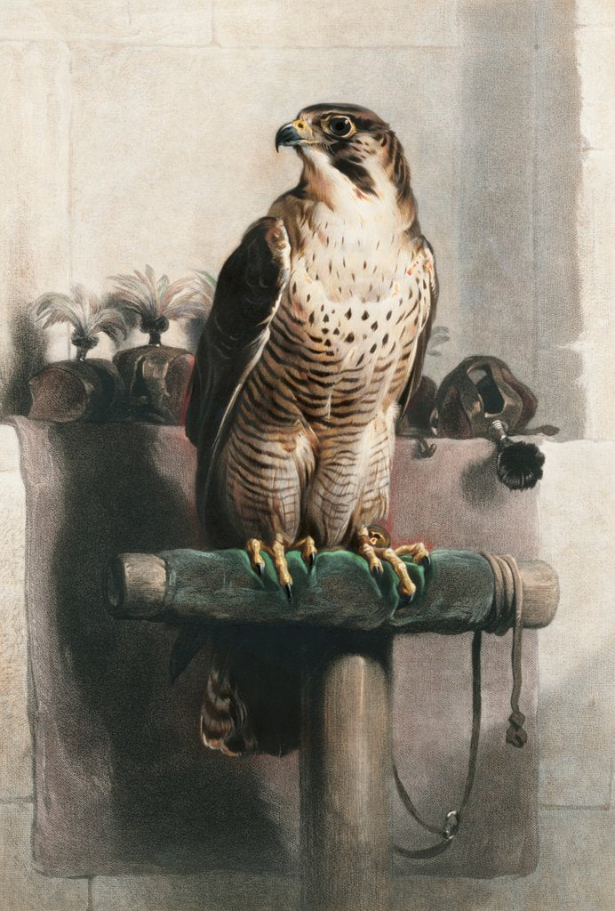 Detail of The Hawk by Landseer