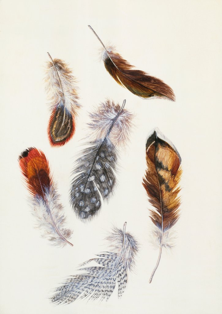 Detail of Feathers by Claude Aubriet