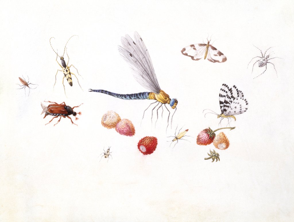Detail of Dragonfly, Magpie Moth, Other insects and Wild strawberries by Claude Aubriet