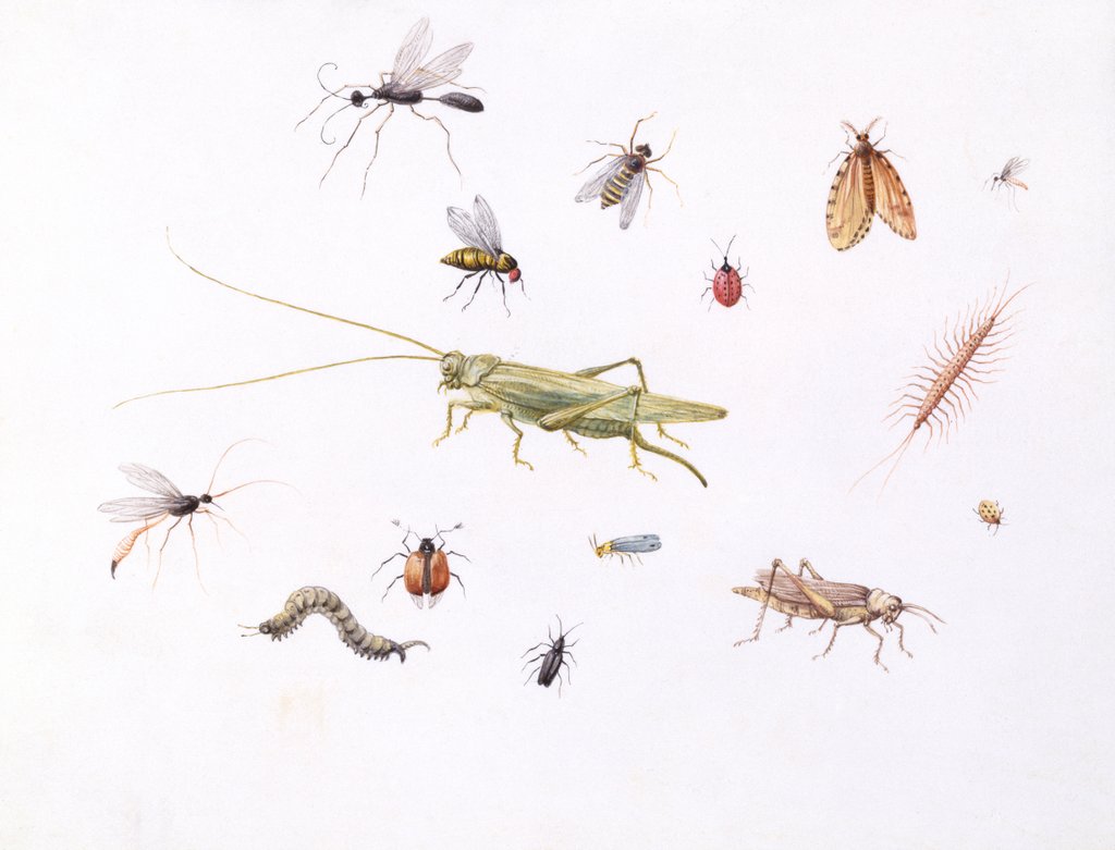 Detail of Grasshopper, Caterpillar and Other Insects by Claude Aubriet