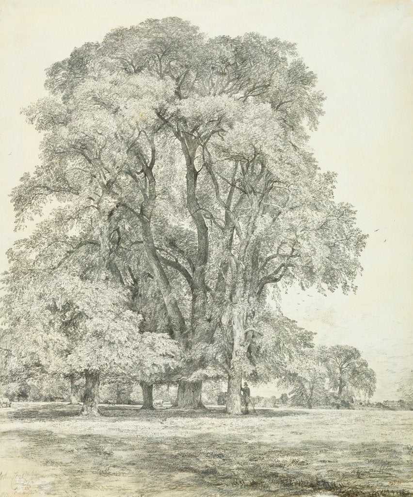 Detail of Elm Trees in Old Hall Park by John Constable