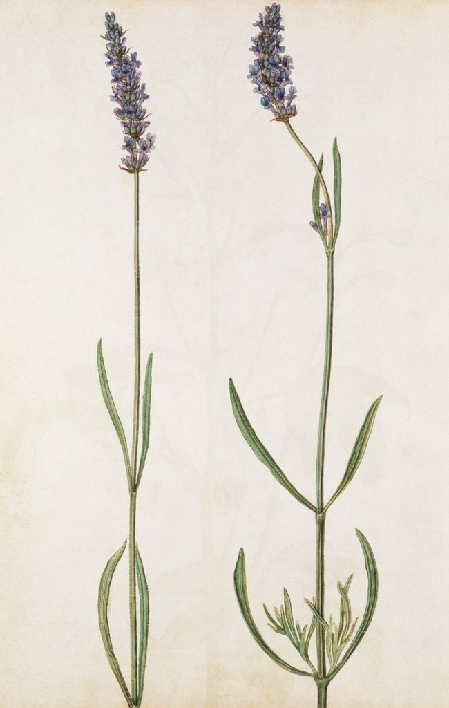 Detail of Lavender by Jacques Le Moyne de Morgues