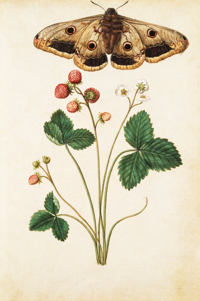 Detail of Wild Strawberry & Female Emperor Moth by Jacques Le Moyne de Morgues