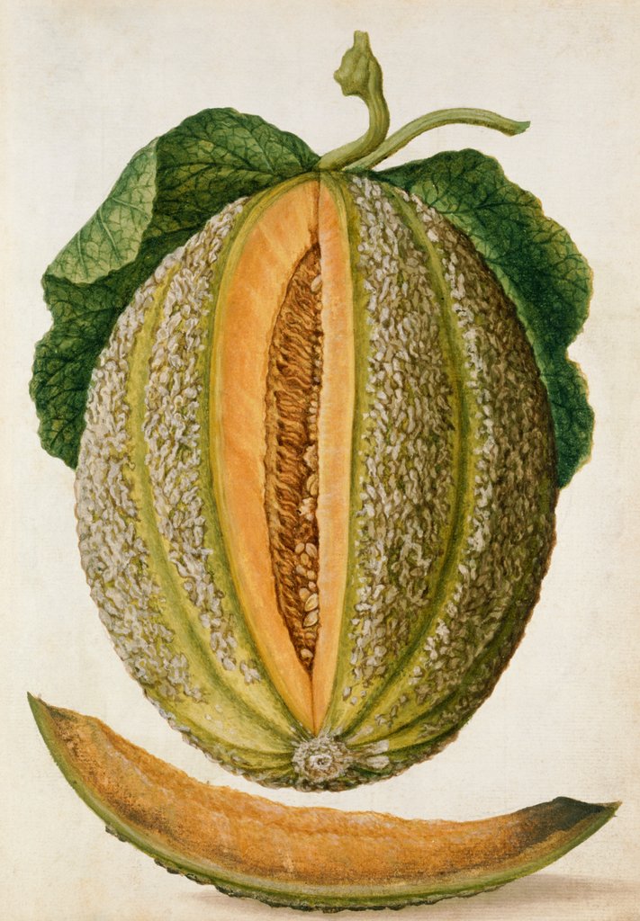 Detail of Melon by Jacques Le Moyne de Morgues
