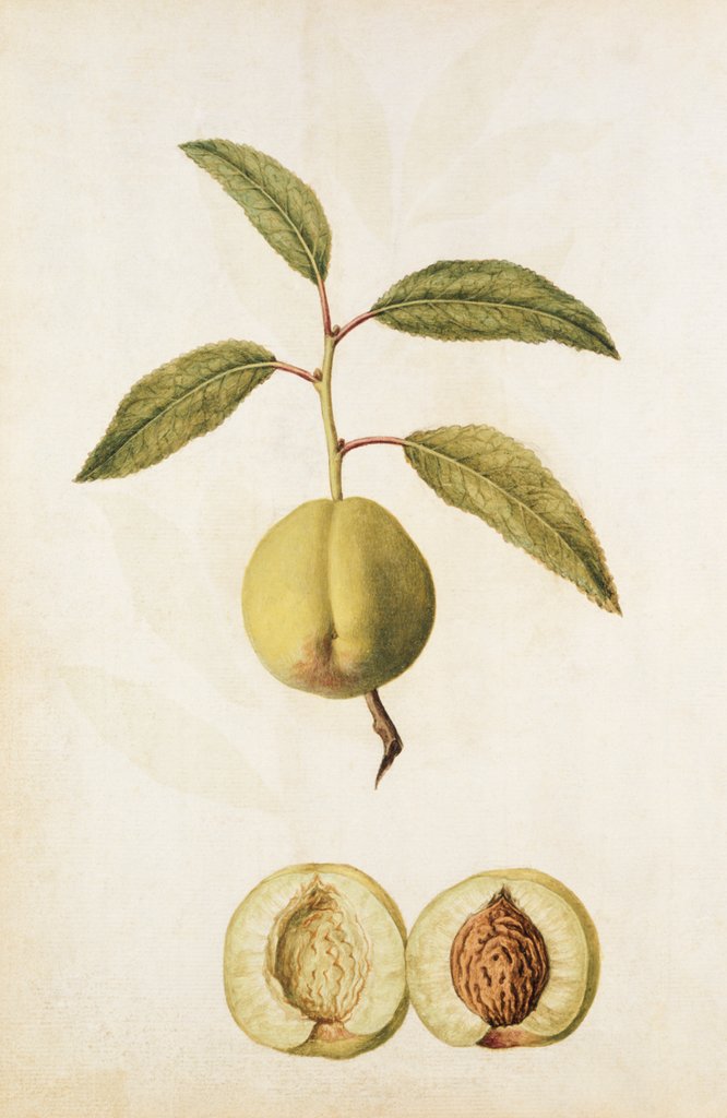 Detail of Pyrus Domestica by Jacques Le Moyne de Morgues