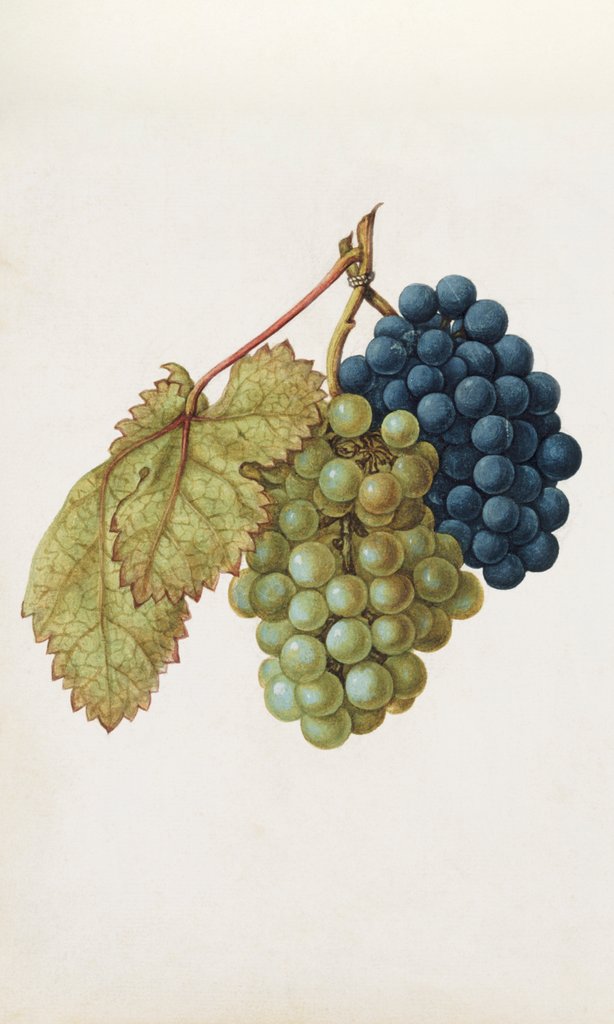 Detail of Black Grapes & White Grapes by Jacques Le Moyne de Morgues