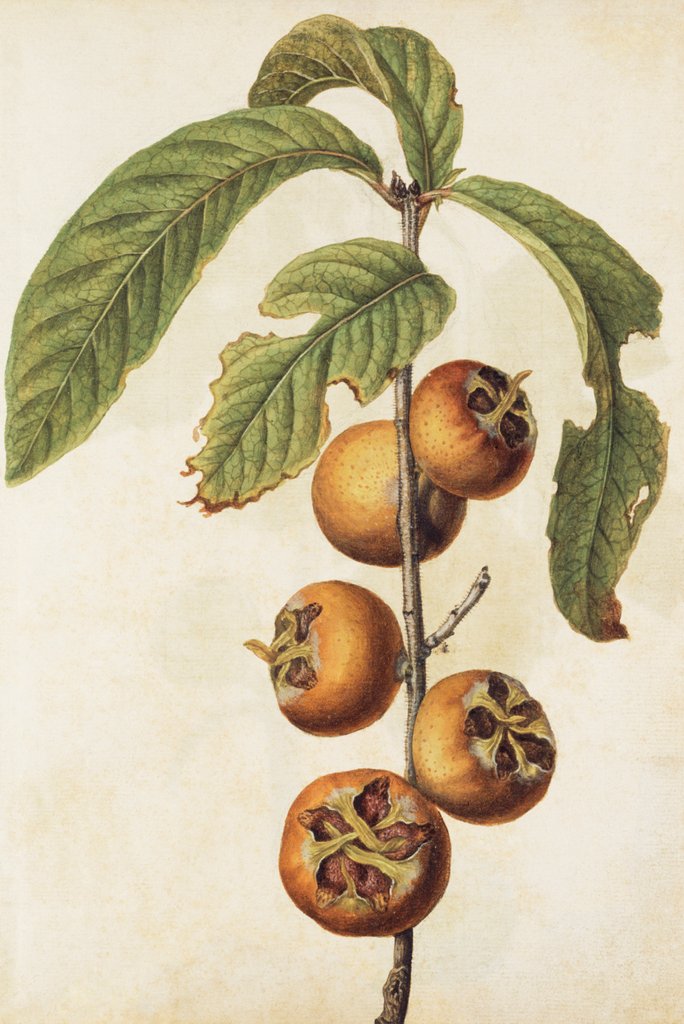 Detail of Medlar by Jacques Le Moyne de Morgues