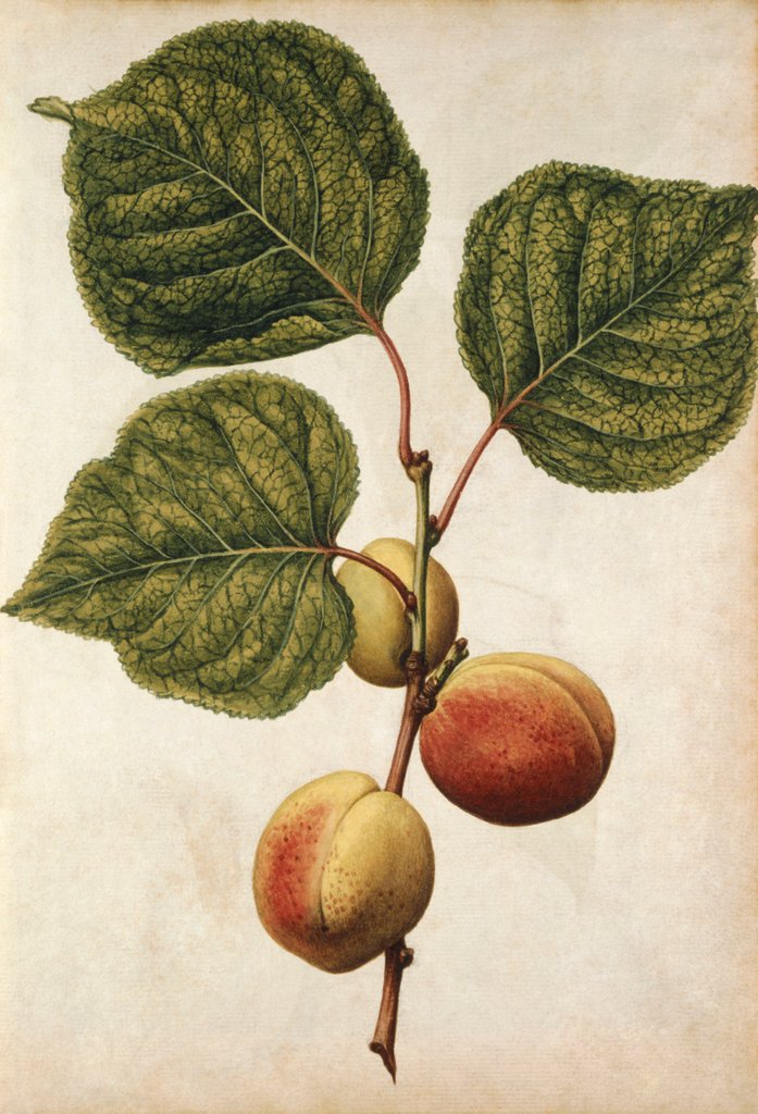 Detail of Peach by Jacques Le Moyne de Morgues