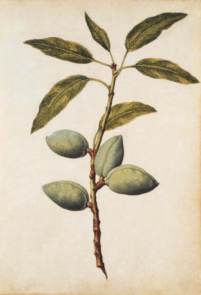 Detail of Almond by Jacques Le Moyne de Morgues
