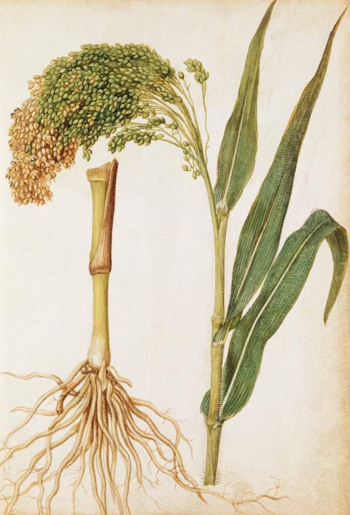 Detail of Millet by Jacques Le Moyne de Morgues