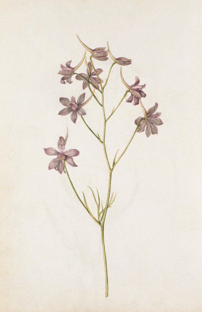 Detail of Pied Dalcette by Jacques Le Moyne de Morgues