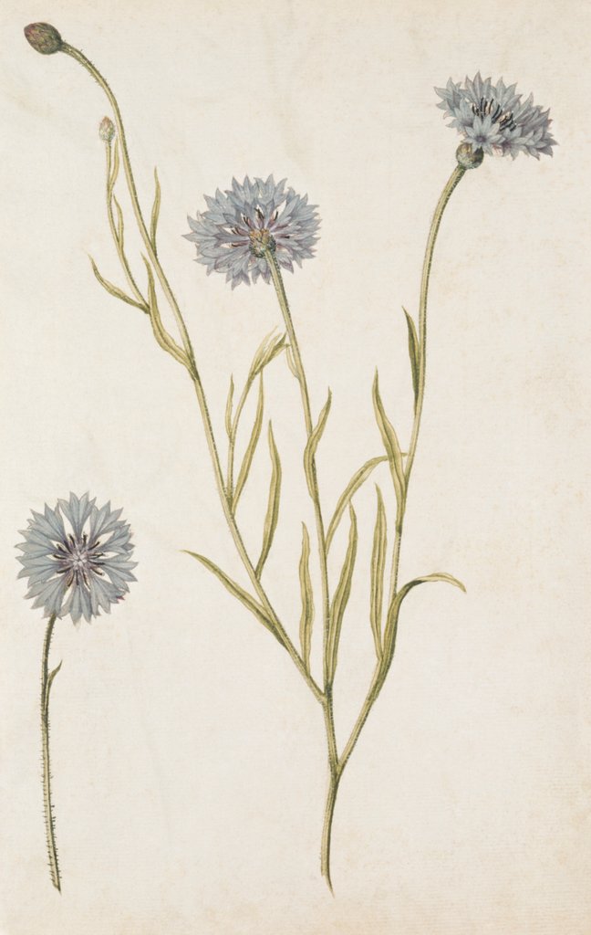 Detail of Cornflowers by Jacques Le Moyne de Morgues