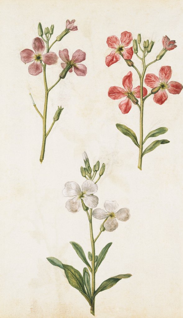 Detail of Gilly Flowers by Jacques Le Moyne de Morgues