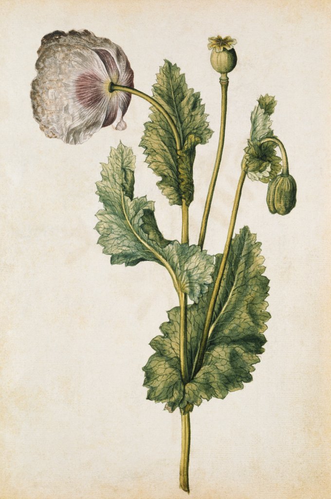 Detail of Opium Poppy by Jacques Le Moyne de Morgues